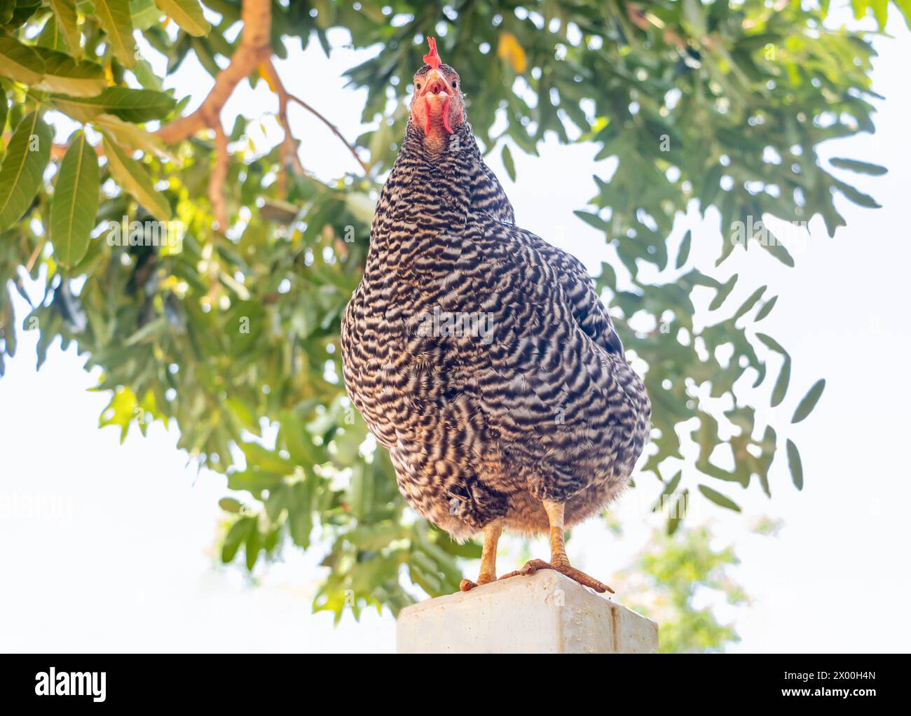 Una gallina si trova su una colonna di recinzione di legno Foto Stock