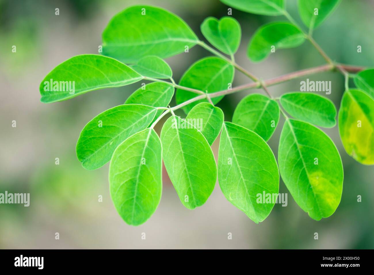 Foglie di Kelor (merunggai, Moringa oleifera, drumstick, rafano, malunggay). Le foglie di questa pianta sono solitamente utilizzate per cucinare Foto Stock