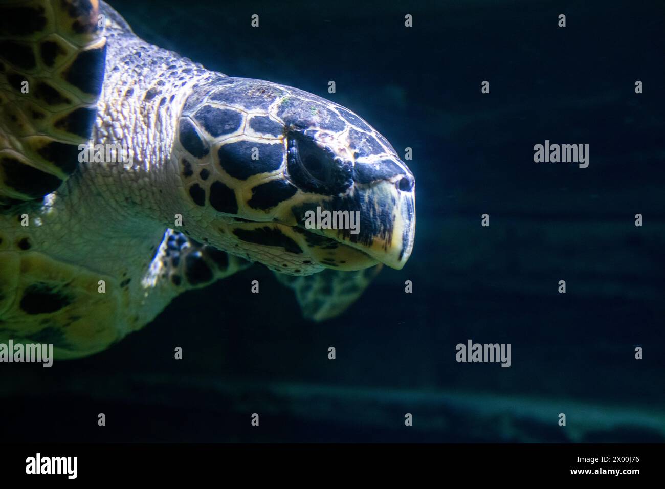 Primo piano di una tartaruga marina di Hawksbill - che è una specie critica a rischio di estinzione - che nuota sott'acqua Foto Stock