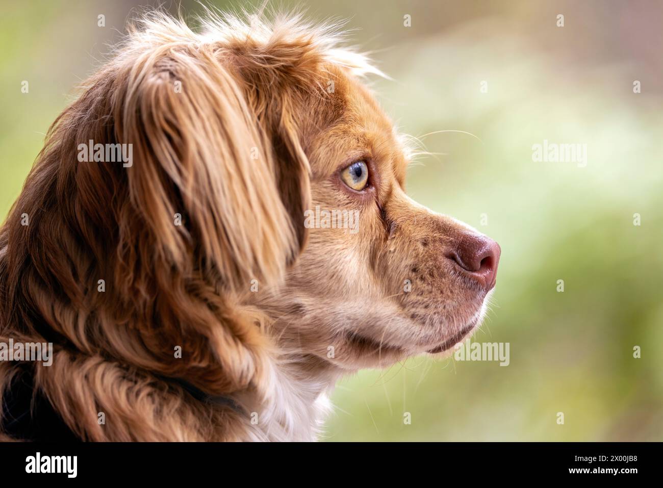 Ritratto del profilo di un simpatico cucciolo di razza mista con orecchie floppy - Brevard, North Carolina, USA Foto Stock