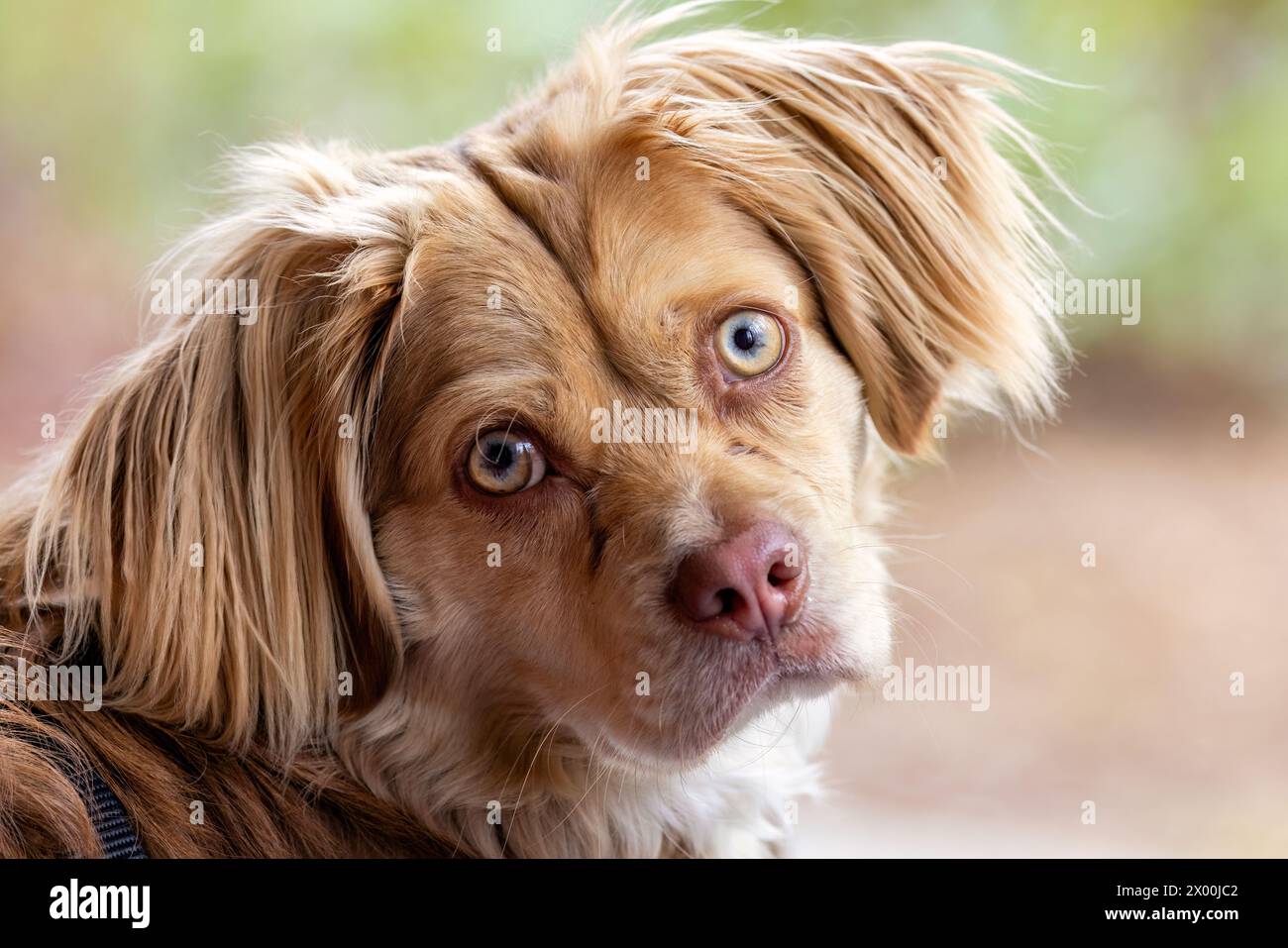 Primo piano di un simpatico cucciolo di razza mista con orecchie floppy - Brevard, North Carolina, Stati Uniti Foto Stock