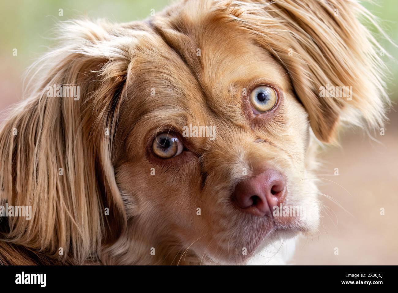 Primo piano di un simpatico cucciolo di razza mista con orecchie floppy - Brevard, North Carolina, Stati Uniti Foto Stock