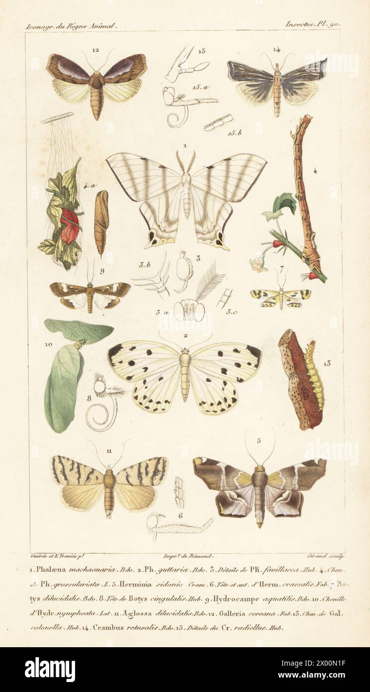 Phalaena machaonaria 1, falena geometrida, Stalagmia guttaria 2, Herminia sidonia 5, trivellazione per podi maruca, Maruca vitrata 9, falena tabby, Aglossa specie 11, falena di cera maggiore, Galleria mellonella 12, Crambus torna a Crambus 14. Incisione a mano di Eugene Giraud su lastra di rame di Felix-Edouard Guérin-Méneville e Édouard Traviès da Iconographie du règne Animal de George Cuvier di Guérin-Méneville, Iconography of the Animal Kingdom di George Cuvier, J. B. Bailliere, Parigi, 1829-1844. Foto Stock