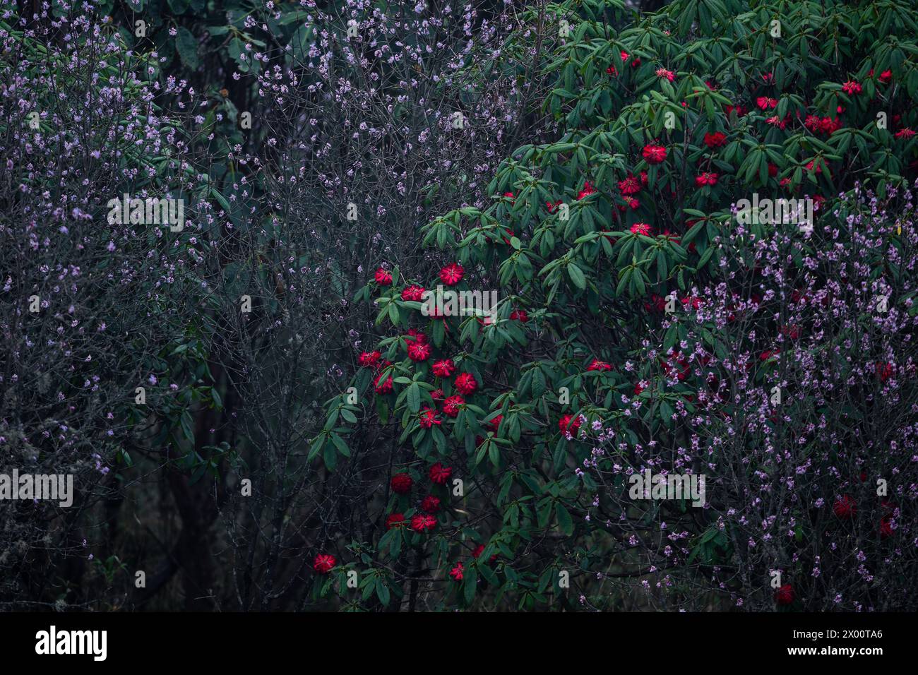 Rododendro in fiore naturale e fiori di daphne nelle foreste del Parco Nazionale di Singalila, Bengala Occidentale, India durante la stagione primaverile Foto Stock