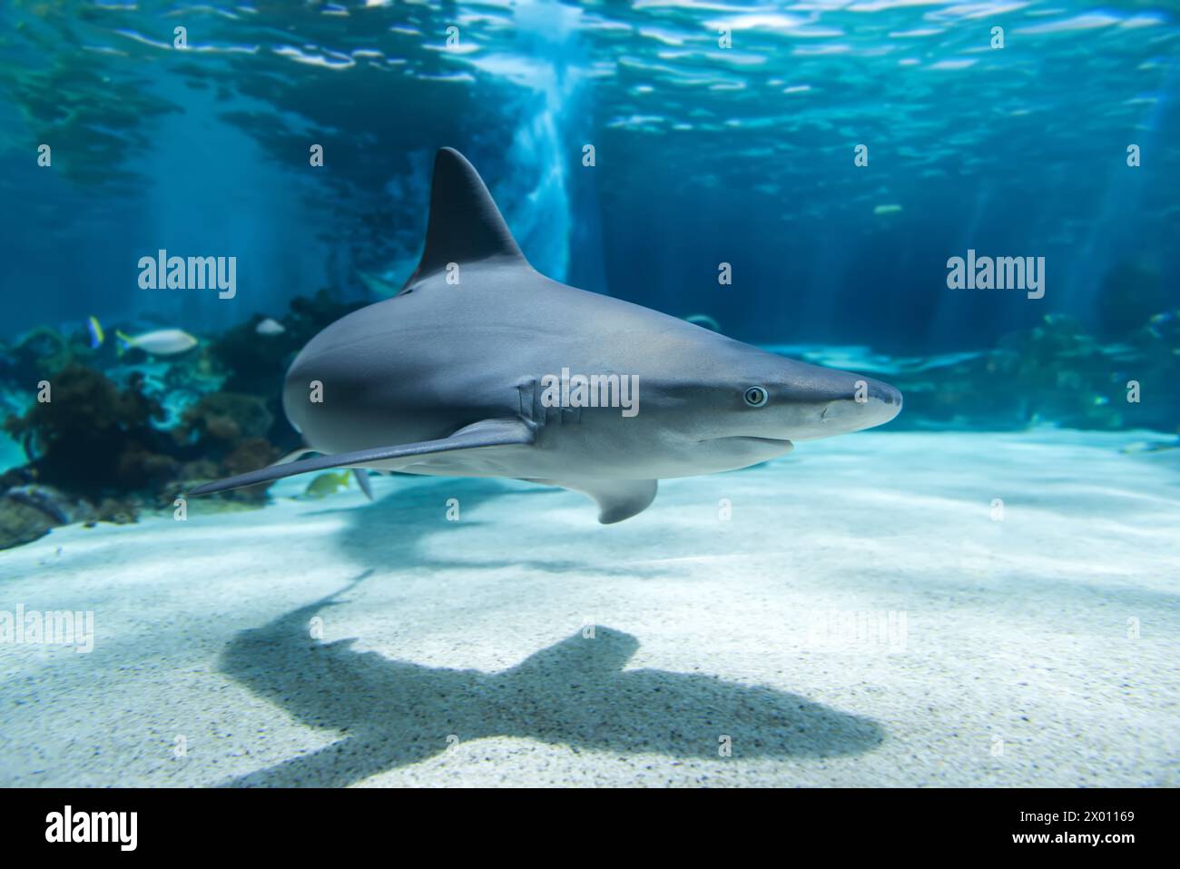 Uno squalo scivola con grazia attraverso le limpide acque blu dell'oceano, gettando una suggestiva ombra sul fondale marino sabbioso sottostante. La sagoma del controverso dello squalo Foto Stock
