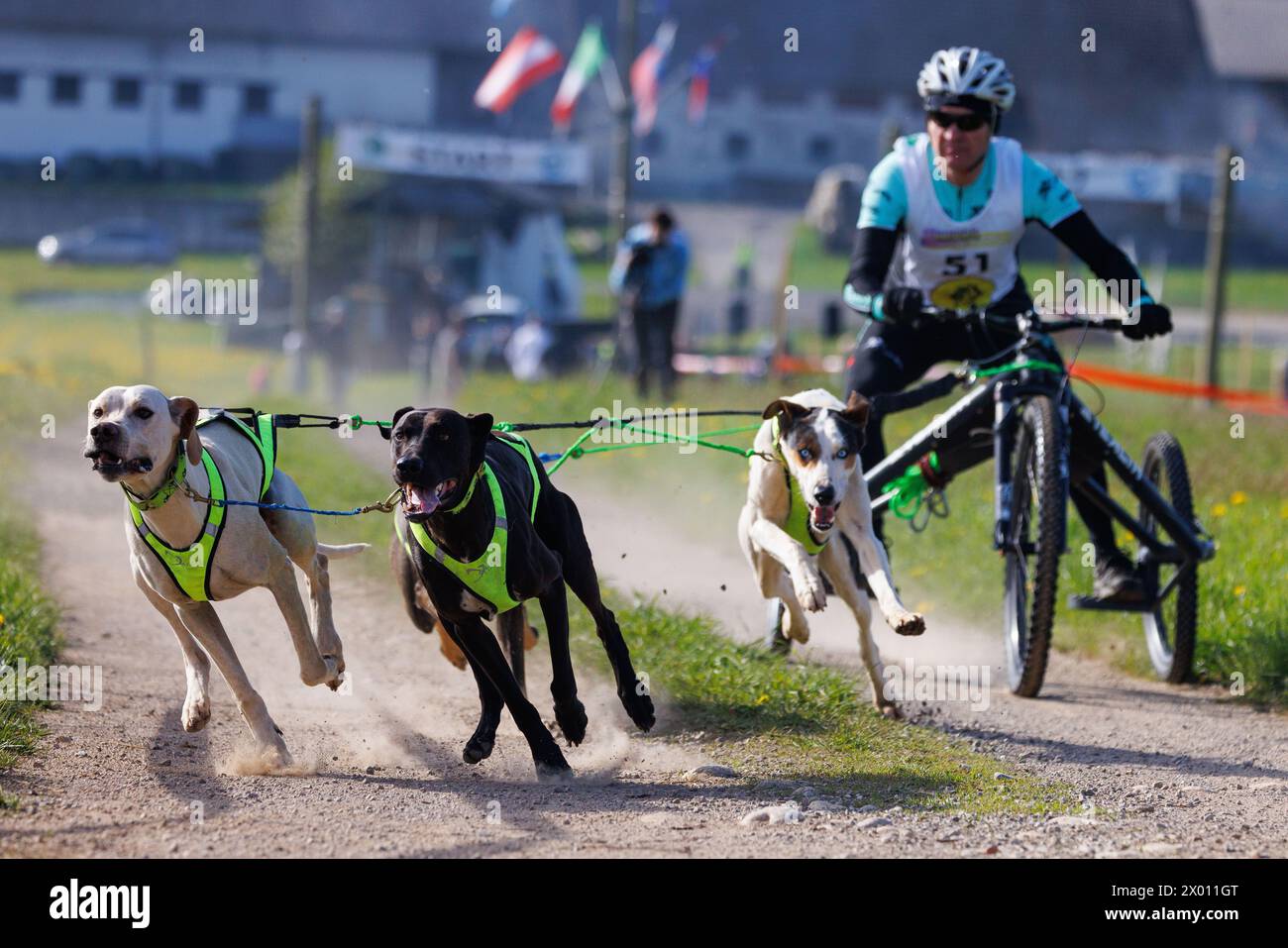 Hrase, Slovenia. 8 aprile 2024. Un concorrente e i suoi cani gareggiano nella categoria carting della corsa di mushing Henrik se?nik a Hraše. Oltre cento cani e i loro proprietari provenienti dalla Slovenia e dall'estero hanno partecipato alla decima edizione di questa corsa internazionale di mushing dei cani. (Foto di Luka Dakskobler/SOPA Images/Sipa USA) credito: SIPA USA/Alamy Live News Foto Stock