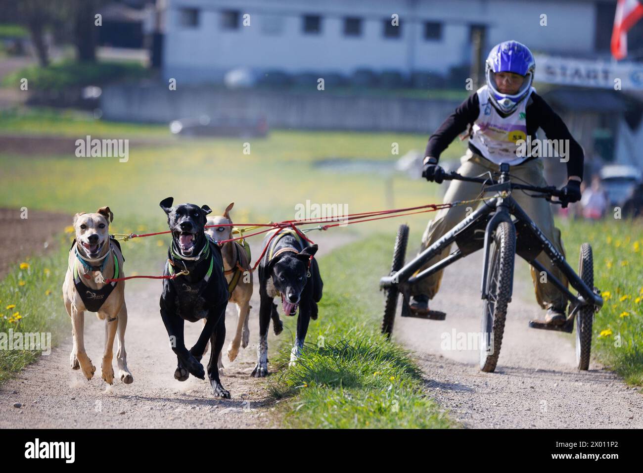 Hrase, Slovenia. 8 aprile 2024. Un concorrente e i suoi cani gareggiano nella categoria carting della corsa di mushing Henrik se?nik a Hraše. Oltre cento cani e i loro proprietari provenienti dalla Slovenia e dall'estero hanno partecipato alla decima edizione di questa corsa internazionale di mushing dei cani. Credito: SOPA Images Limited/Alamy Live News Foto Stock