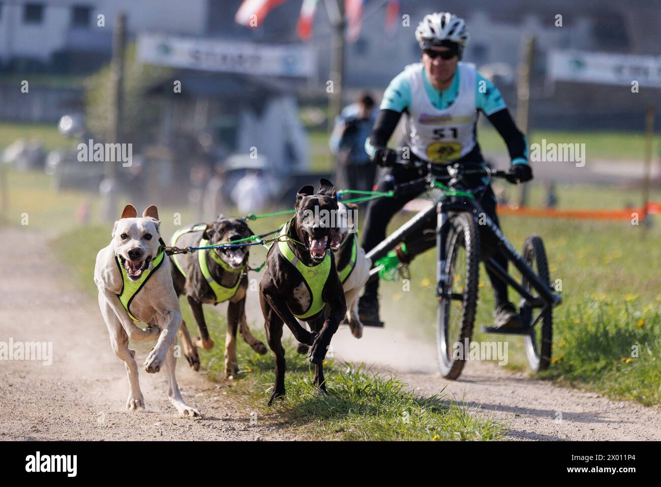 Hrase, Slovenia. 8 aprile 2024. Un concorrente e i suoi cani gareggiano nella categoria carting della corsa di mushing Henrik se?nik a Hraše. Oltre cento cani e i loro proprietari provenienti dalla Slovenia e dall'estero hanno partecipato alla decima edizione di questa corsa internazionale di mushing dei cani. Credito: SOPA Images Limited/Alamy Live News Foto Stock
