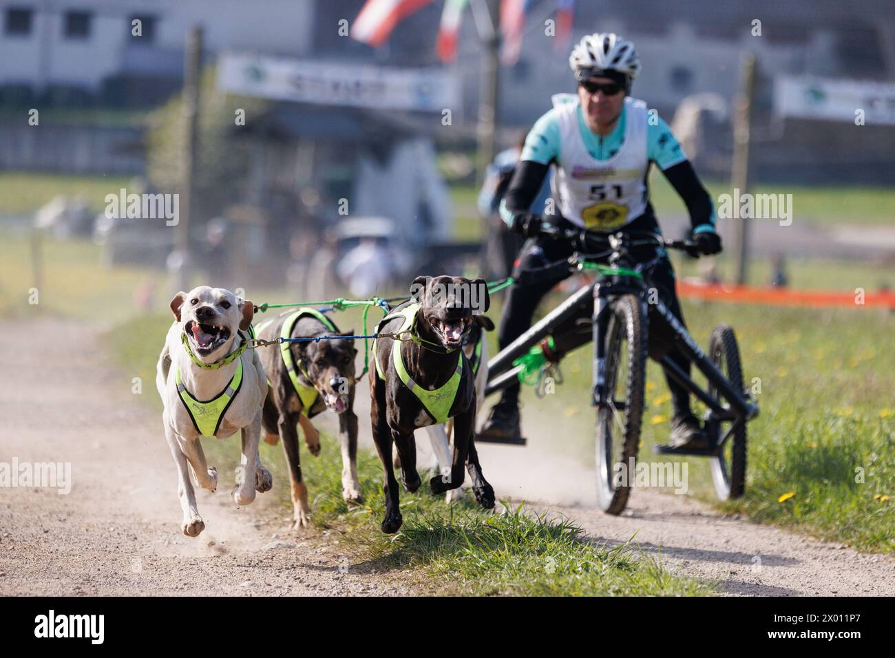 Hrase, Slovenia. 8 aprile 2024. Un concorrente e i suoi cani gareggiano nella categoria carting della corsa di mushing Henrik se?nik a Hraše. Oltre cento cani e i loro proprietari provenienti dalla Slovenia e dall'estero hanno partecipato alla decima edizione di questa corsa internazionale di mushing dei cani. (Foto di Luka Dakskobler/SOPA Images/Sipa USA) credito: SIPA USA/Alamy Live News Foto Stock