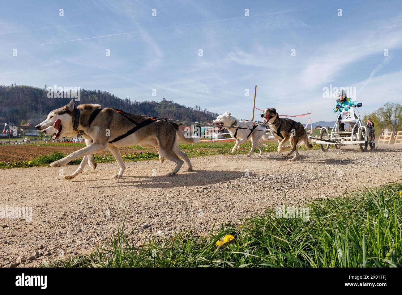 Hrase, Slovenia. 8 aprile 2024. Un concorrente e i suoi cani gareggiano nella categoria carting della corsa di mushing Henrik se?nik a Hraše. Oltre cento cani e i loro proprietari provenienti dalla Slovenia e dall'estero hanno partecipato alla decima edizione di questa corsa internazionale di mushing dei cani. (Foto di Luka Dakskobler/SOPA Images/Sipa USA) credito: SIPA USA/Alamy Live News Foto Stock