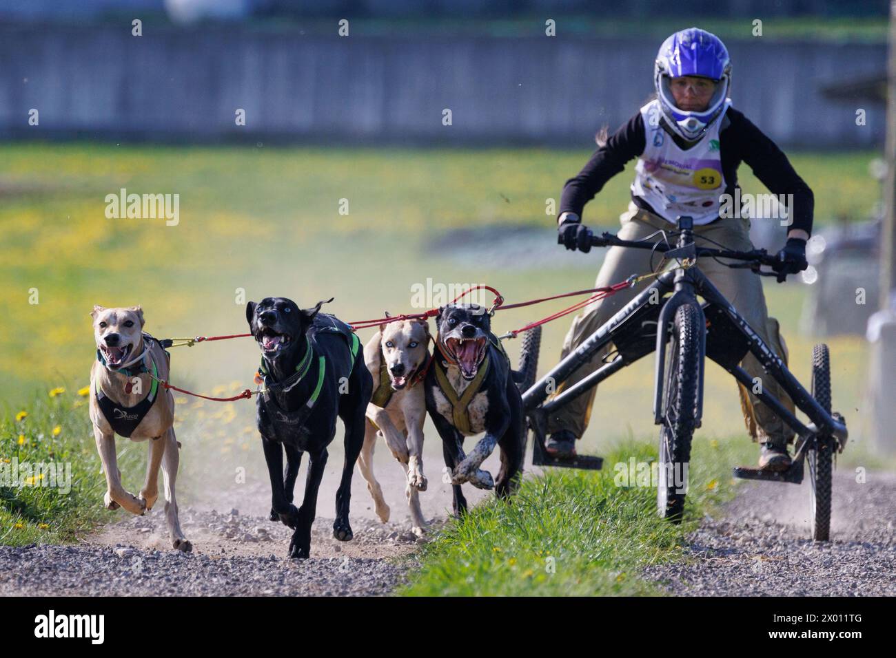 Hrase, Slovenia. 8 aprile 2024. Un concorrente e i suoi cani gareggiano nella categoria carting della corsa di mushing Henrik se?nik a Hraše. Oltre cento cani e i loro proprietari provenienti dalla Slovenia e dall'estero hanno partecipato alla decima edizione di questa corsa internazionale di mushing dei cani. Credito: SOPA Images Limited/Alamy Live News Foto Stock