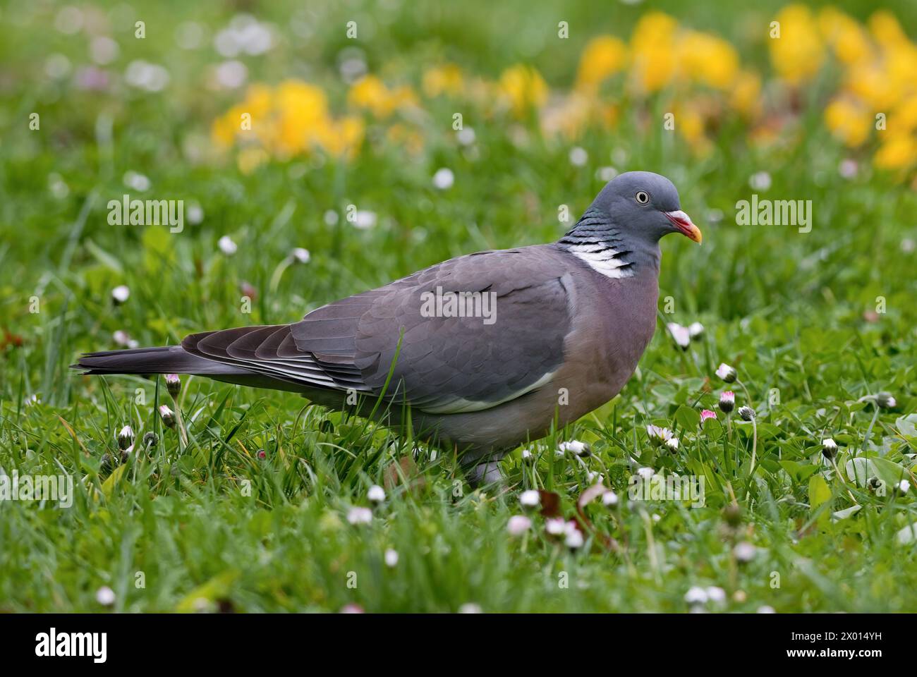 Piccione di legno comune, palumbo Columba nell'erba con fiori, primo piano. Park nove Mesto nad Vahom, Slovacchia Foto Stock