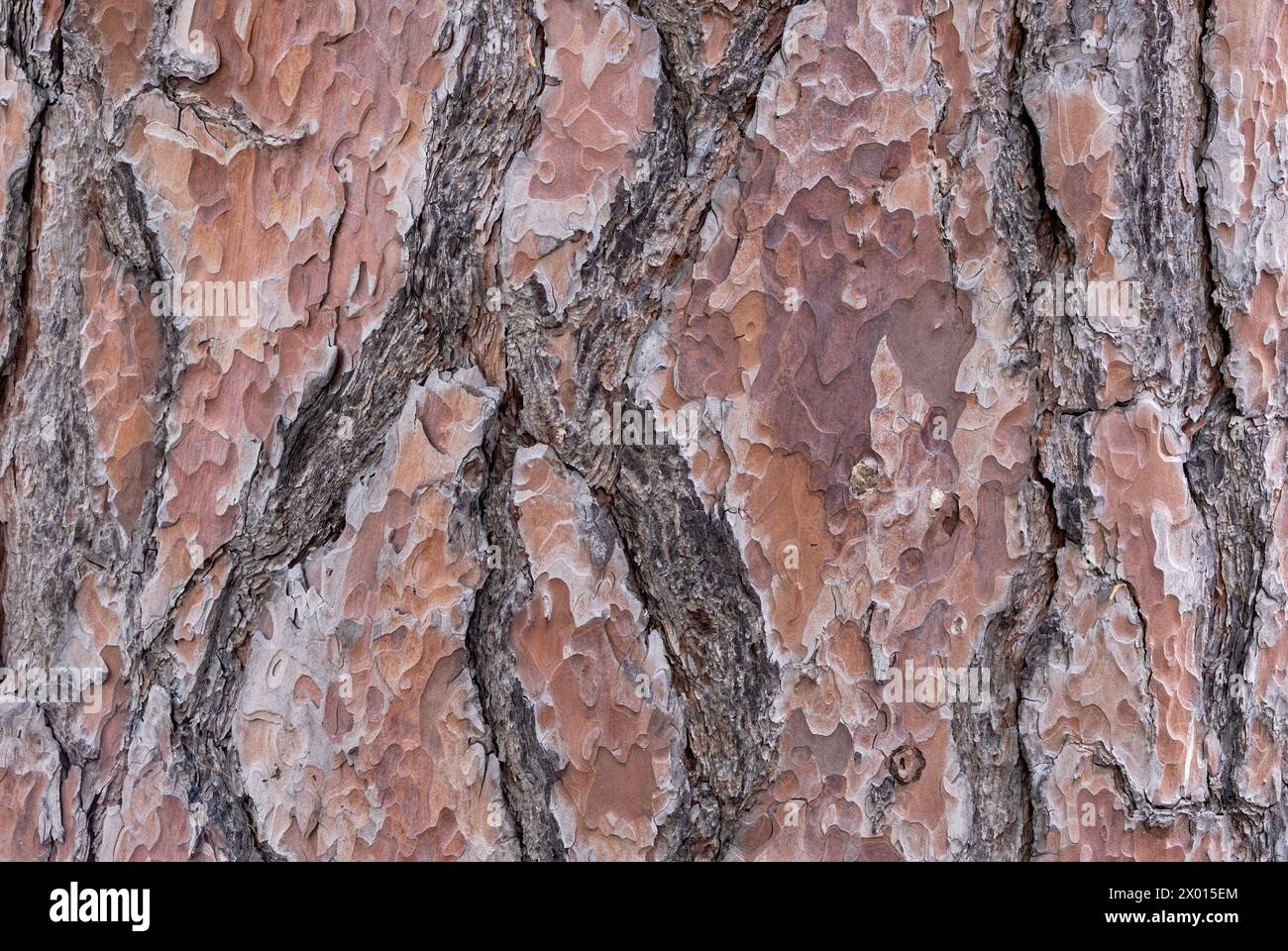 Corteccia di pino, consistenza di Pinus sylvestris, primo piano. Pino rosso europeo. Con una superficie scottata. Vecchio bagagliaio. Sfondo astratto naturale. Piestany, Slovacchia Foto Stock