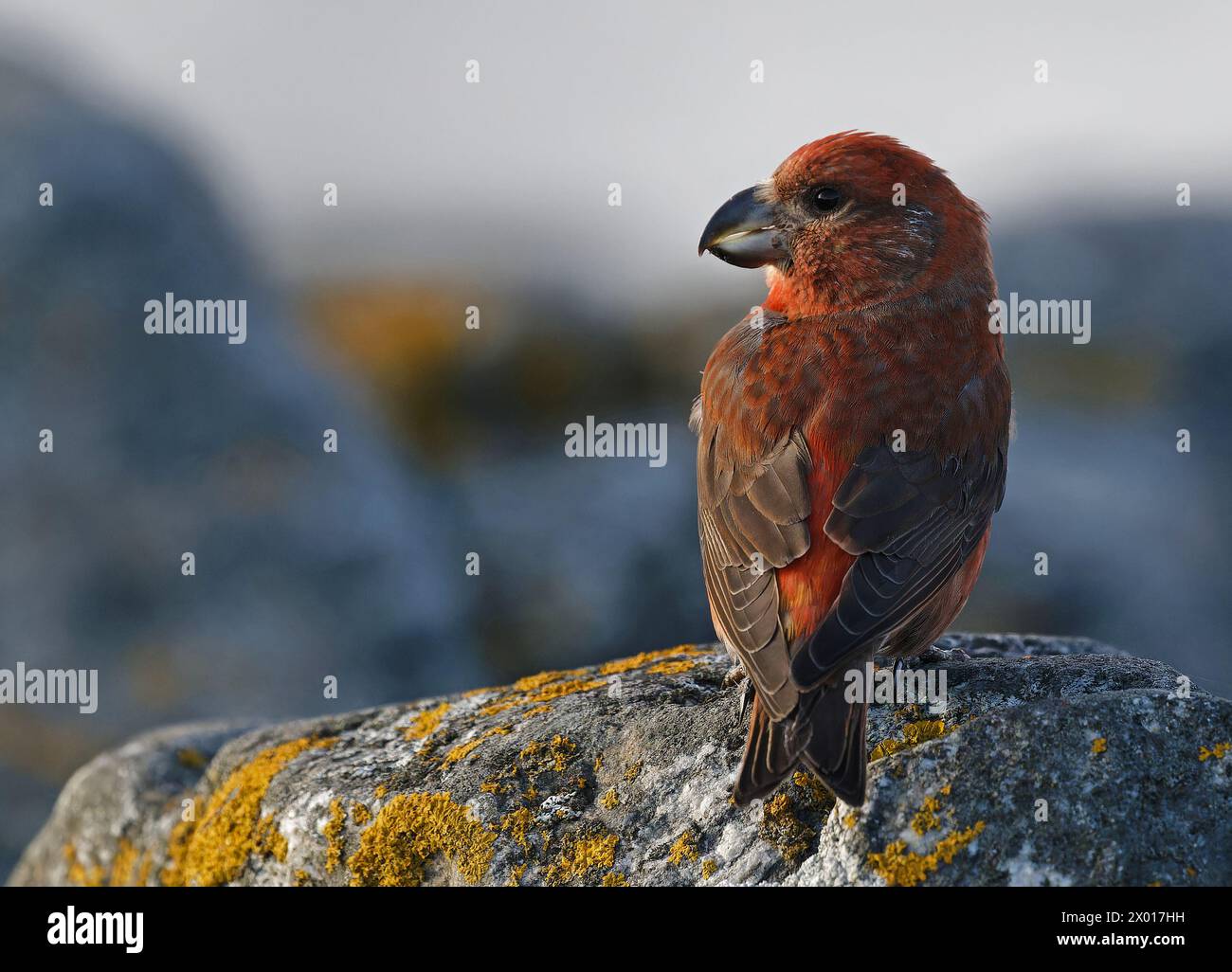 Uomo a croce pappagallo seduto sulla roccia Foto Stock