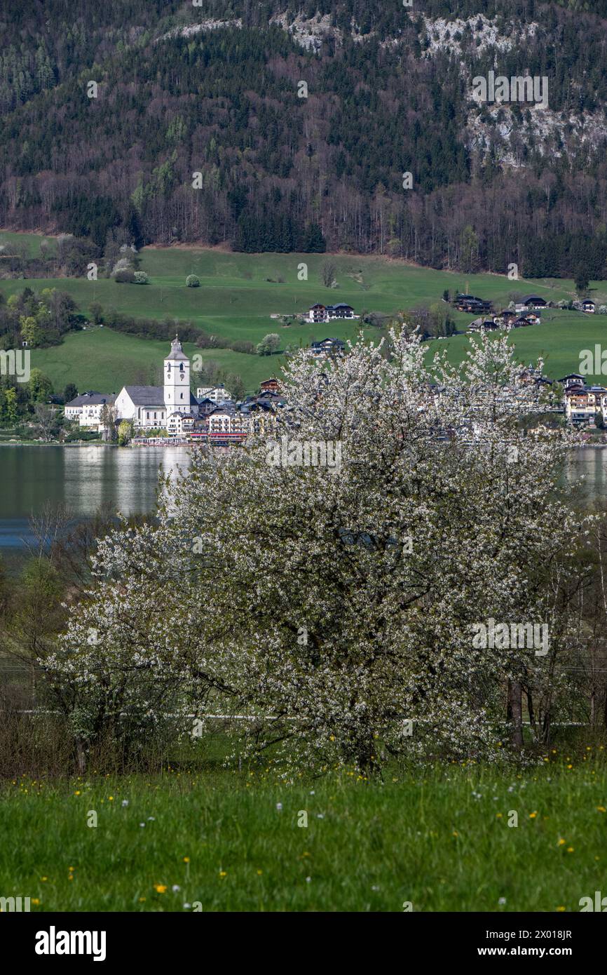 Blühende Obstbäume rund um den Wolfgangsee im Salzburger und Oberösterreichischen Salzkammergut im Frühling AM 07.04.2024. // alberi da frutto in fiore intorno al lago Wolfgangsee nel Salzkammergut di Salisburgo e dell'Austria superiore in primavera il 7 aprile 2024. - 20240407 PD10950 credito: APA-PictureDesk/Alamy Live News Foto Stock