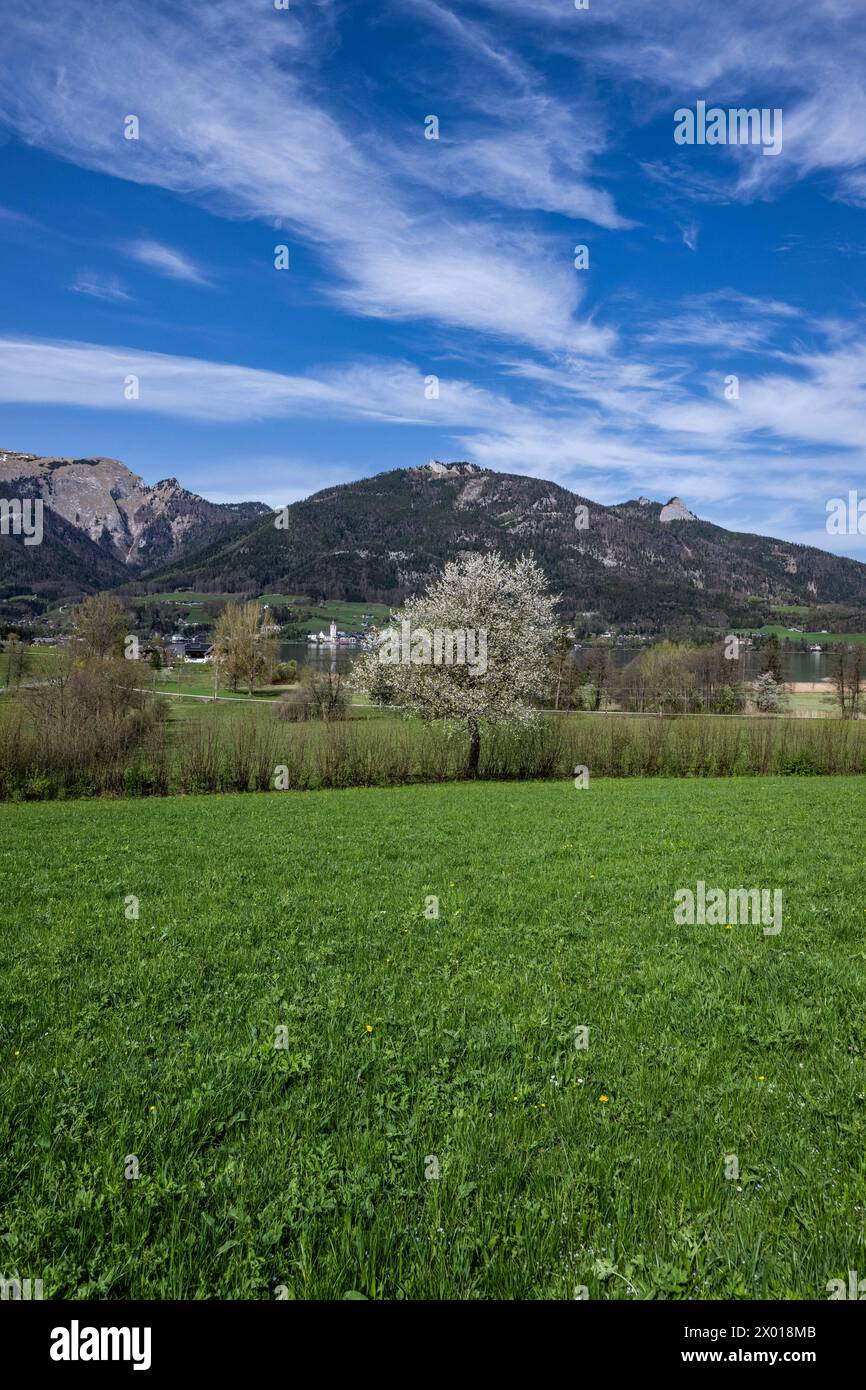 Blühende Obstbäume rund um den Wolfgangsee im Salzburger und Oberösterreichischen Salzkammergut im Frühling AM 07.04.2024. // alberi da frutto in fiore intorno al lago Wolfgangsee nel Salzkammergut di Salisburgo e dell'Austria superiore in primavera il 7 aprile 2024. - 20240407 PD10976 credito: APA-PictureDesk/Alamy Live News Foto Stock