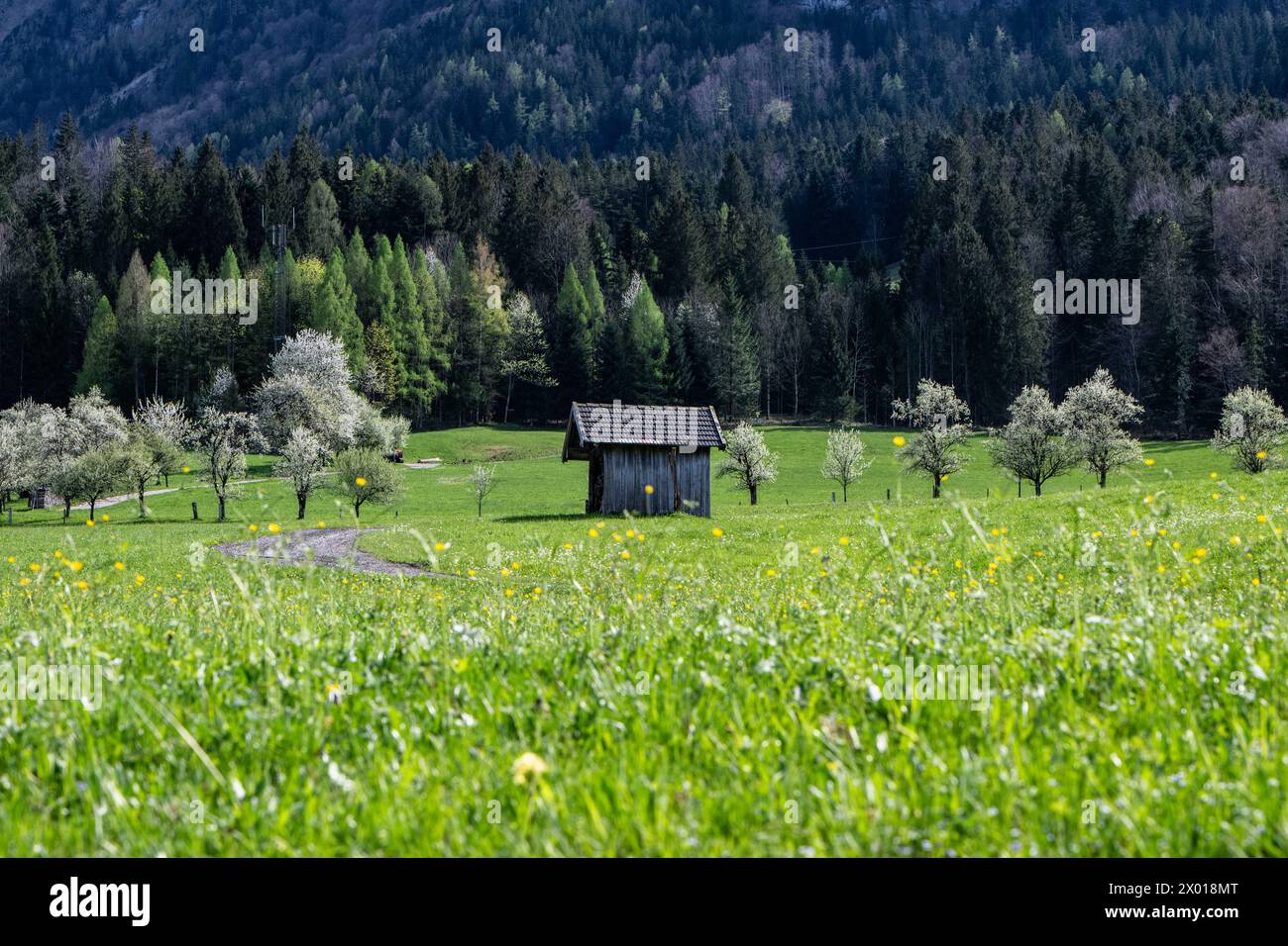 Blühende Obstbäume rund um den Wolfgangsee im Salzburger und Oberösterreichischen Salzkammergut im Frühling AM 07.04.2024. // alberi da frutto in fiore intorno al lago Wolfgangsee nel Salzkammergut di Salisburgo e dell'Austria superiore in primavera il 7 aprile 2024. - 20240407 PD10965 credito: APA-PictureDesk/Alamy Live News Foto Stock