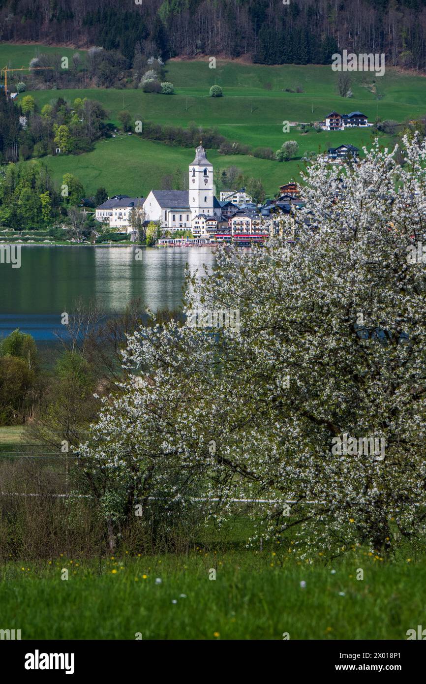 Blühende Obstbäume rund um den Wolfgangsee im Salzburger und Oberösterreichischen Salzkammergut im Frühling AM 07.04.2024. // alberi da frutto in fiore intorno al lago Wolfgangsee nel Salzkammergut di Salisburgo e dell'Austria superiore in primavera il 7 aprile 2024. - 20240407 PD10977 credito: APA-PictureDesk/Alamy Live News Foto Stock