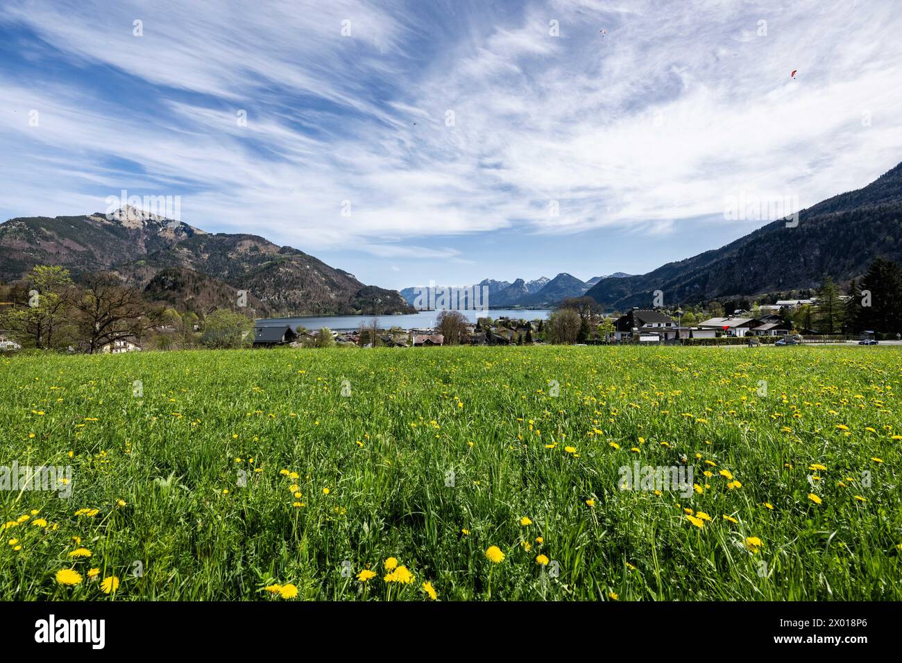 Blühende Wiesen rund um den Wolfgangsee im Salzburger und Oberösterreichischen Salzkammergut im Frühling am 07.04.2024. // campi in fiore intorno al lago Wolfgangsee nel Salzkammergut di Salisburgo e dell'alta Austria in primavera il 7 aprile 2024. - 20240407 PD11066 credito: APA-PictureDesk/Alamy Live News Foto Stock