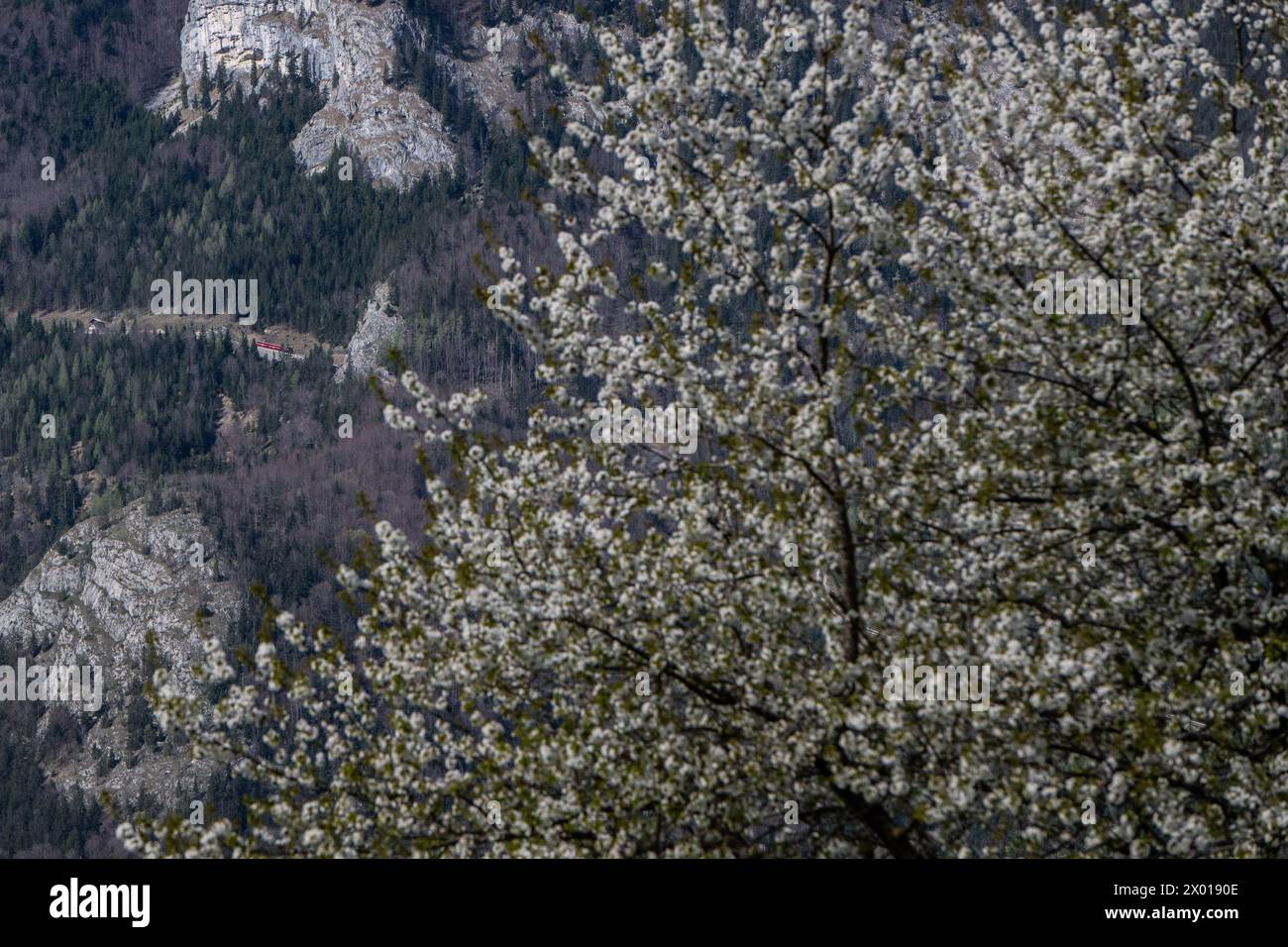 Blühende Obstbäume rund um den Wolfgangsee im Salzburger und Oberösterreichischen Salzkammergut im Frühling AM 07.04.2024. // alberi da frutto in fiore intorno al lago Wolfgangsee nel Salzkammergut di Salisburgo e dell'Austria superiore in primavera il 7 aprile 2024. - 20240407 PD11063 credito: APA-PictureDesk/Alamy Live News Foto Stock