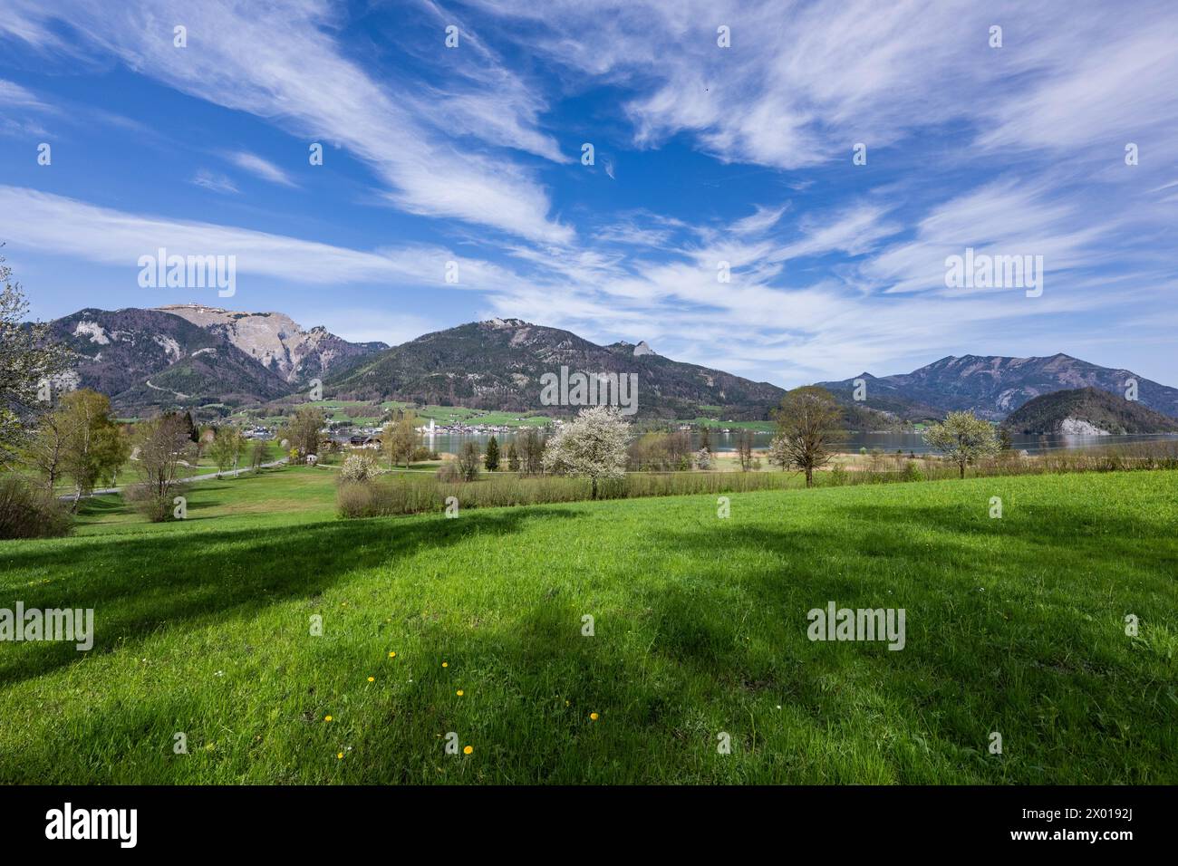 Blühende Obstbäume rund um den Wolfgangsee im Salzburger und Oberösterreichischen Salzkammergut im Frühling AM 07.04.2024. // alberi da frutto in fiore intorno al lago Wolfgangsee nel Salzkammergut di Salisburgo e dell'Austria superiore in primavera il 7 aprile 2024. - 20240407 PD11041 credito: APA-PictureDesk/Alamy Live News Foto Stock