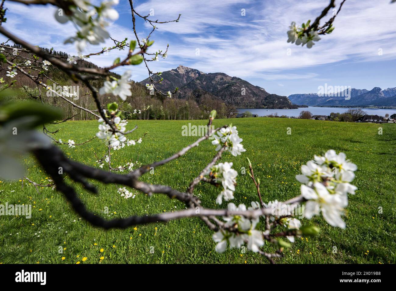 Blühende Obstbäume rund um den Wolfgangsee im Salzburger und Oberösterreichischen Salzkammergut im Frühling AM 07.04.2024. // alberi da frutto in fiore intorno al lago Wolfgangsee nel Salzkammergut di Salisburgo e dell'Austria superiore in primavera il 7 aprile 2024. - 20240407 PD11007 credito: APA-PictureDesk/Alamy Live News Foto Stock