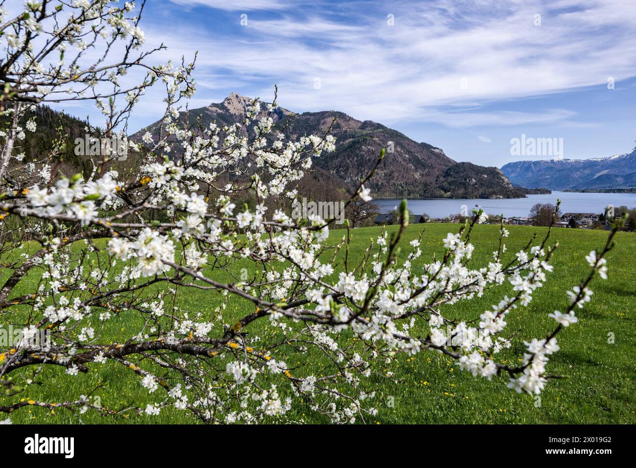 Blühende Obstbäume rund um den Wolfgangsee im Salzburger und Oberösterreichischen Salzkammergut im Frühling AM 07.04.2024. // alberi da frutto in fiore intorno al lago Wolfgangsee nel Salzkammergut di Salisburgo e dell'Austria superiore in primavera il 7 aprile 2024. - 20240407 PD10972 credito: APA-PictureDesk/Alamy Live News Foto Stock