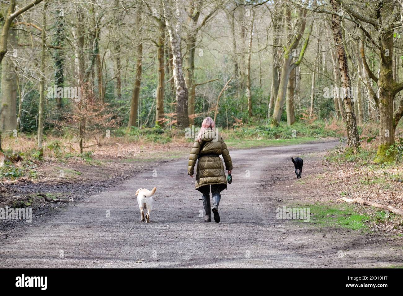 Donna camminando due cani Foto Stock
