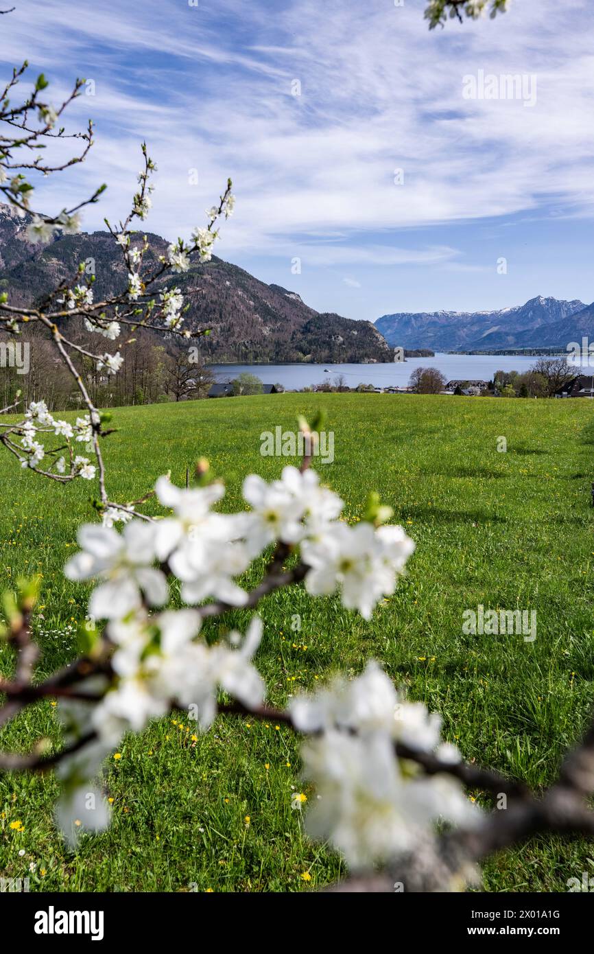 Blühende Obstbäume rund um den Wolfgangsee im Salzburger und Oberösterreichischen Salzkammergut im Frühling AM 07.04.2024. // alberi da frutto in fiore intorno al lago Wolfgangsee nel Salzkammergut di Salisburgo e dell'Austria superiore in primavera il 7 aprile 2024. - 20240407 PD10990 credito: APA-PictureDesk/Alamy Live News Foto Stock