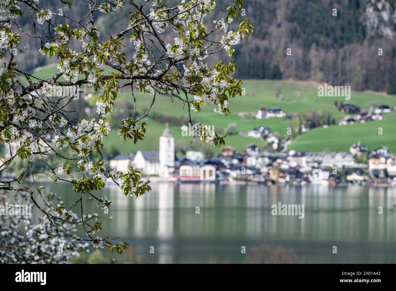 Blühende Obstbäume rund um den Wolfgangsee im Salzburger und Oberösterreichischen Salzkammergut im Frühling AM 07.04.2024. // alberi da frutto in fiore intorno al lago Wolfgangsee nel Salzkammergut di Salisburgo e dell'Austria superiore in primavera il 7 aprile 2024. - 20240407 PD10907 credito: APA-PictureDesk/Alamy Live News Foto Stock