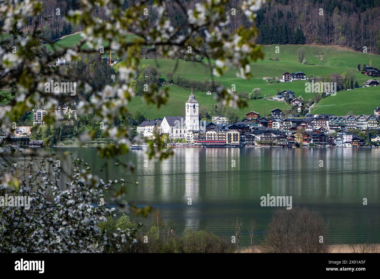 Blühende Obstbäume rund um den Wolfgangsee im Salzburger und Oberösterreichischen Salzkammergut im Frühling AM 07.04.2024. // alberi da frutto in fiore intorno al lago Wolfgangsee nel Salzkammergut di Salisburgo e dell'Austria superiore in primavera il 7 aprile 2024. - 20240407 PD10906 credito: APA-PictureDesk/Alamy Live News Foto Stock