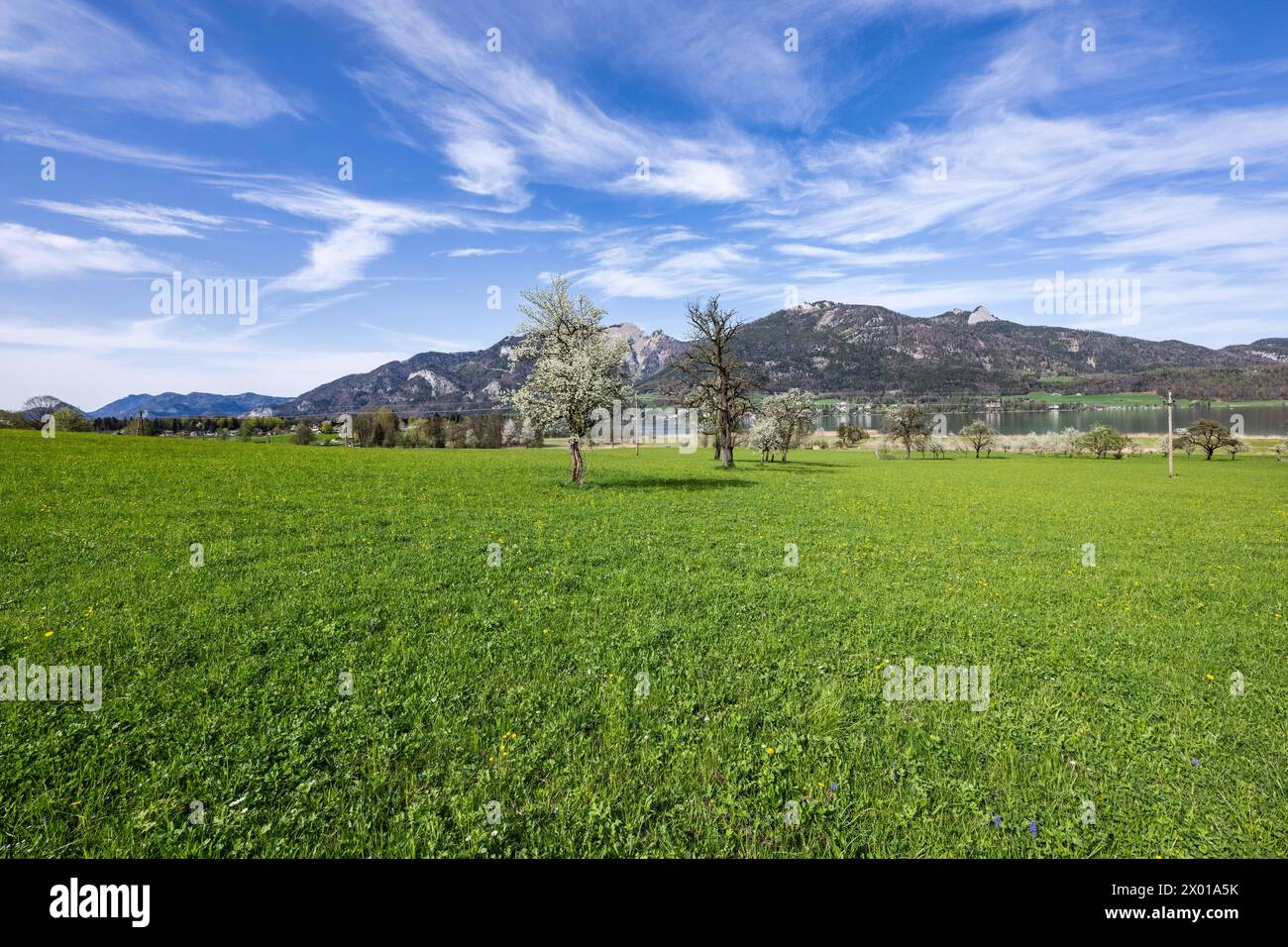 Blühende Obstbäume rund um den Wolfgangsee im Salzburger und Oberösterreichischen Salzkammergut im Frühling AM 07.04.2024. // alberi da frutto in fiore intorno al lago Wolfgangsee nel Salzkammergut di Salisburgo e dell'Austria superiore in primavera il 7 aprile 2024. - 20240407 PD10888 credito: APA-PictureDesk/Alamy Live News Foto Stock