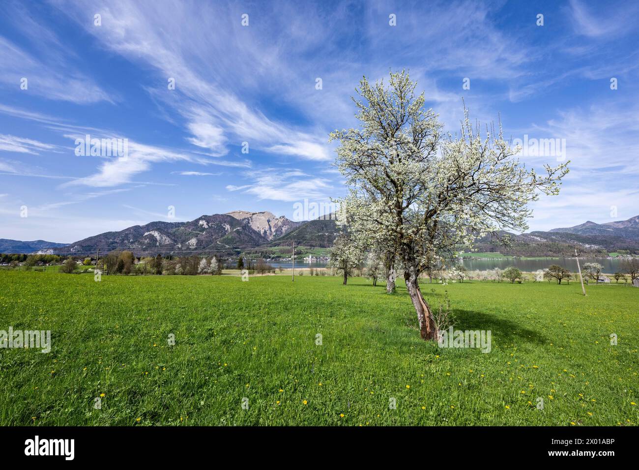 Blühende Obstbäume rund um den Wolfgangsee im Salzburger und Oberösterreichischen Salzkammergut im Frühling AM 07.04.2024. // alberi da frutto in fiore intorno al lago Wolfgangsee nel Salzkammergut di Salisburgo e dell'Austria superiore in primavera il 7 aprile 2024. - 20240407 PD10879 credito: APA-PictureDesk/Alamy Live News Foto Stock