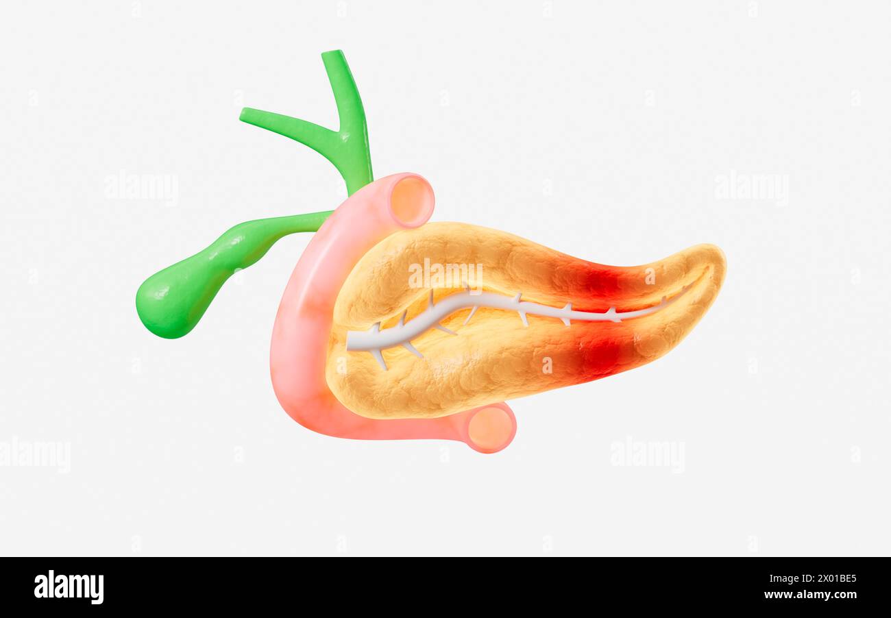 Pancreas umano, modello di organo della cistifellea, rendering 3d. illustrazione 3d. Foto Stock