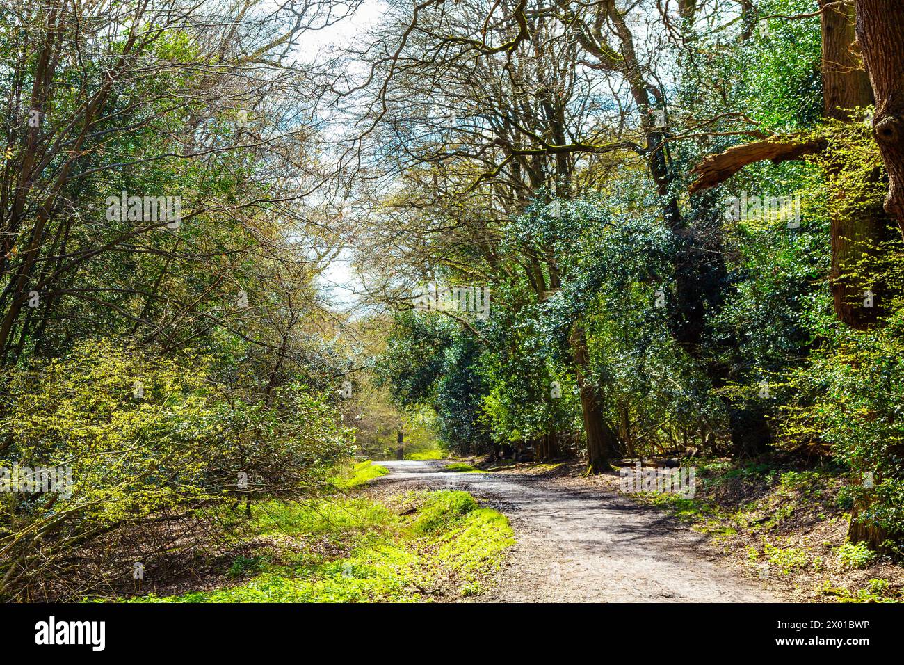 Giro verde sull'Oak Trail a Epping Forest, Essex, Inghilterra Foto Stock
