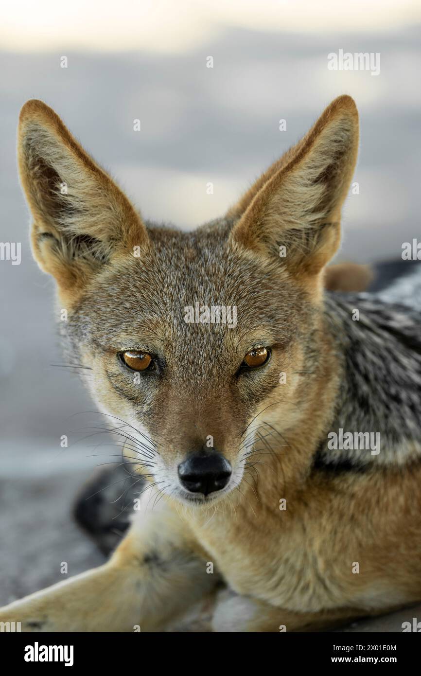 Jackal nel deserto di Deadvlei, Namibia Foto Stock