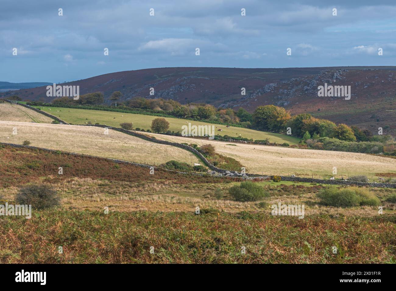 Una vista autunnale sul Parco Nazionale di Dartmoor da Harefoot Cross sulla B3387, guardando verso Top Tor, Dartmoor, Devon, Inghilterra, Regno Unito Foto Stock