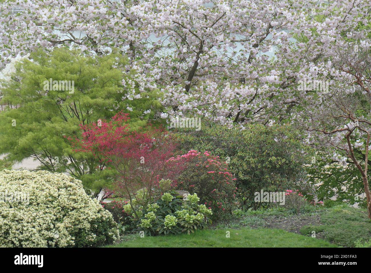 Primo piano dei giardini fioriti di primavera arbusti e alberi al confine del giardino. Foto Stock
