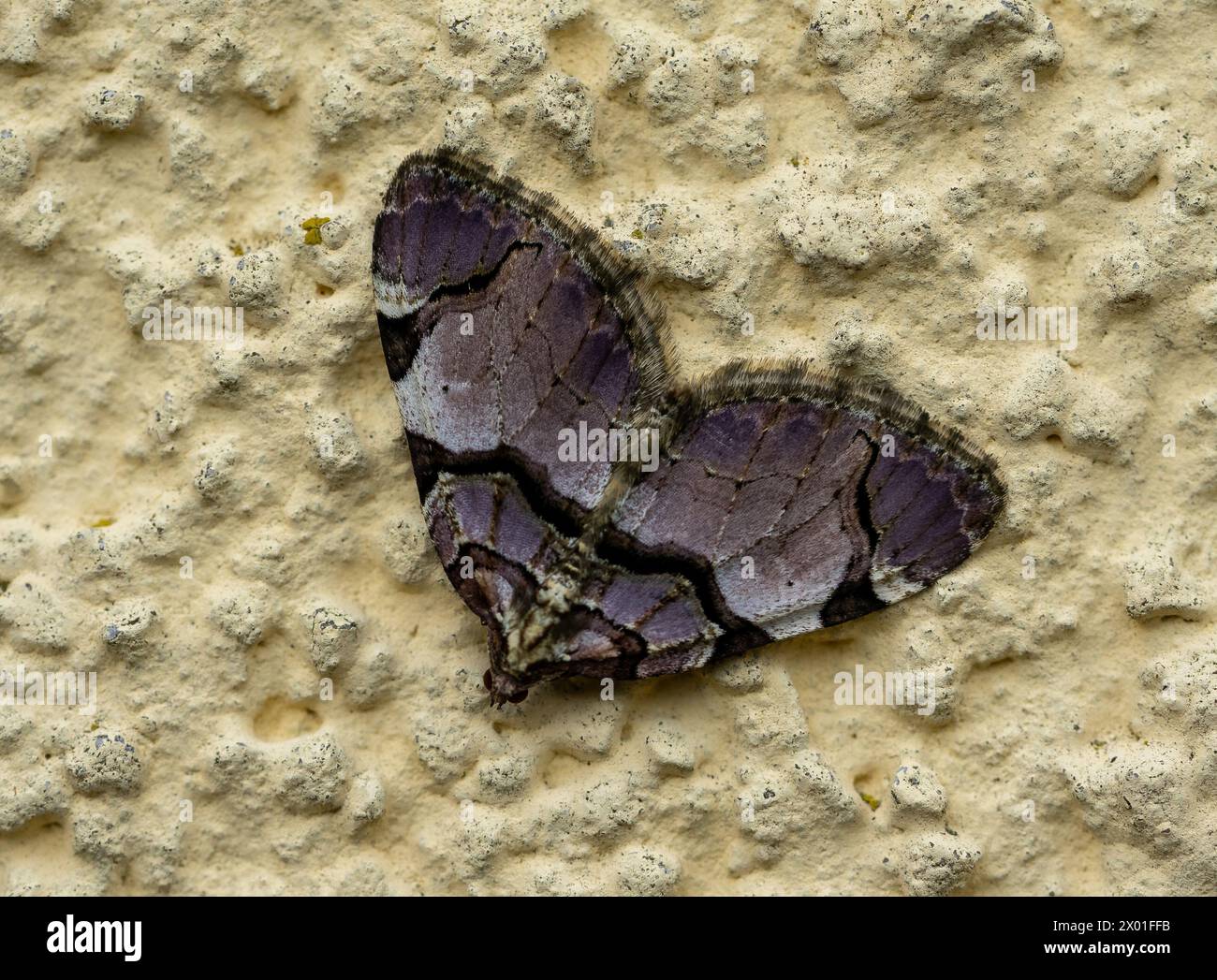 Macro a farfalla grigia sulla parete Foto Stock