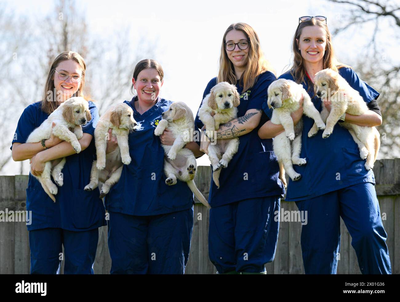 Trigger, IL padre DEL cane guida Golden retriever, SOLO A USO EDITORIALE, celebra la sua ultima cucciolata per Guide Dogs a Leamington Spa mentre si ritira dalla sua posizione di stallone all'età di nove anni. Data di pubblicazione: Martedì 9 aprile 2024. Foto Stock