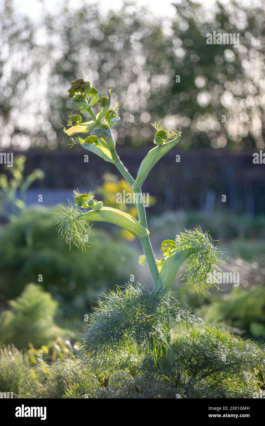 Ferula communis (finocchio gigante) nuovi fiori emergenti, primo piano Foto Stock