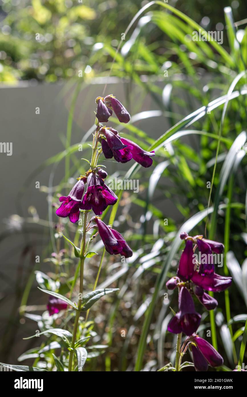 Penstemon 'Raven' (serie di uccelli) fiori viola profondi a forma di campana in un bordo del giardino che catturano la luce Foto Stock