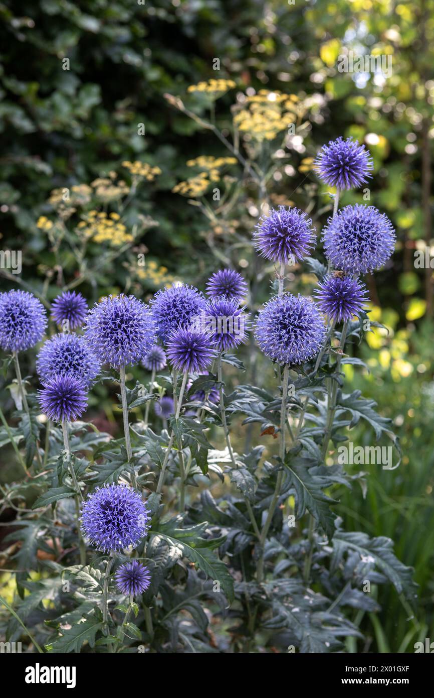 Semi Globo Blu Fiore Di Cardo (Echinops Ritro - Foto 2