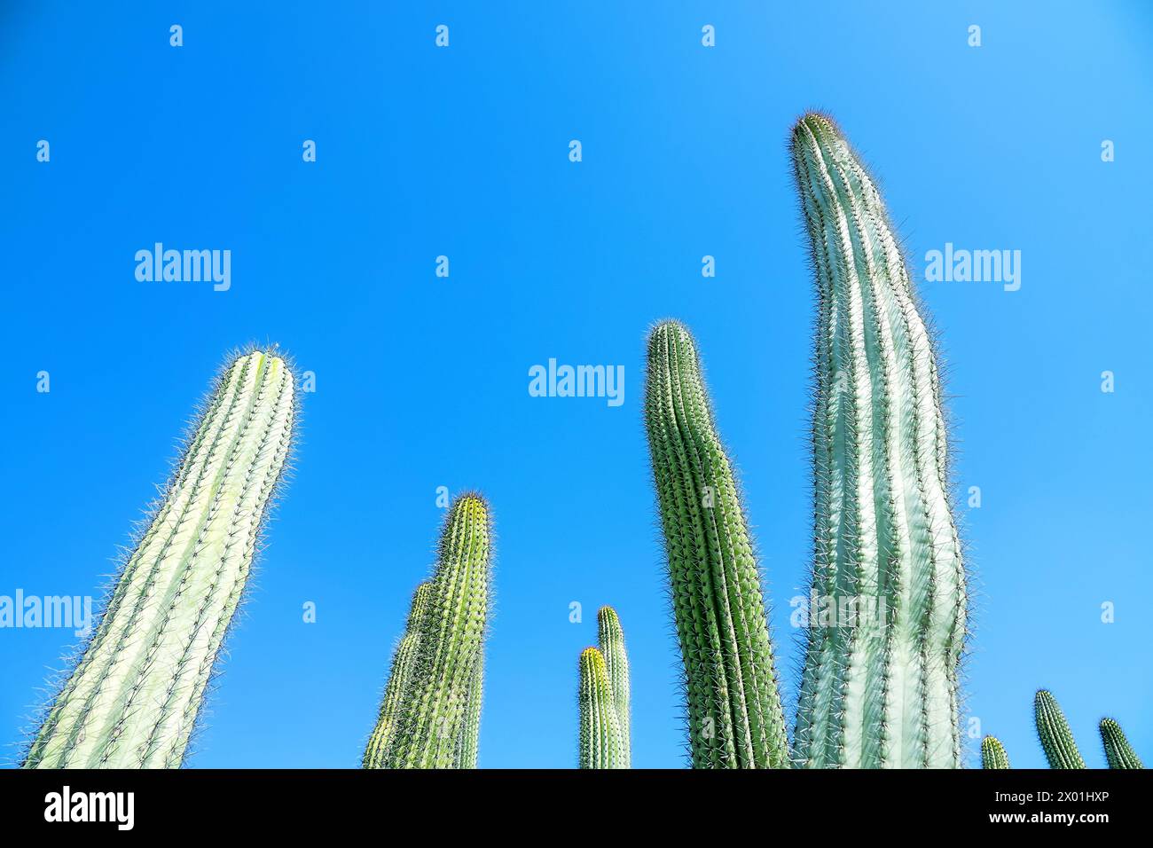 Pachycereus pringlei (noto anche come gigante messicano cardon o cactus elefante). Parco nel deserto di Abu Dhabi. Emirati Arabi Uniti Foto Stock