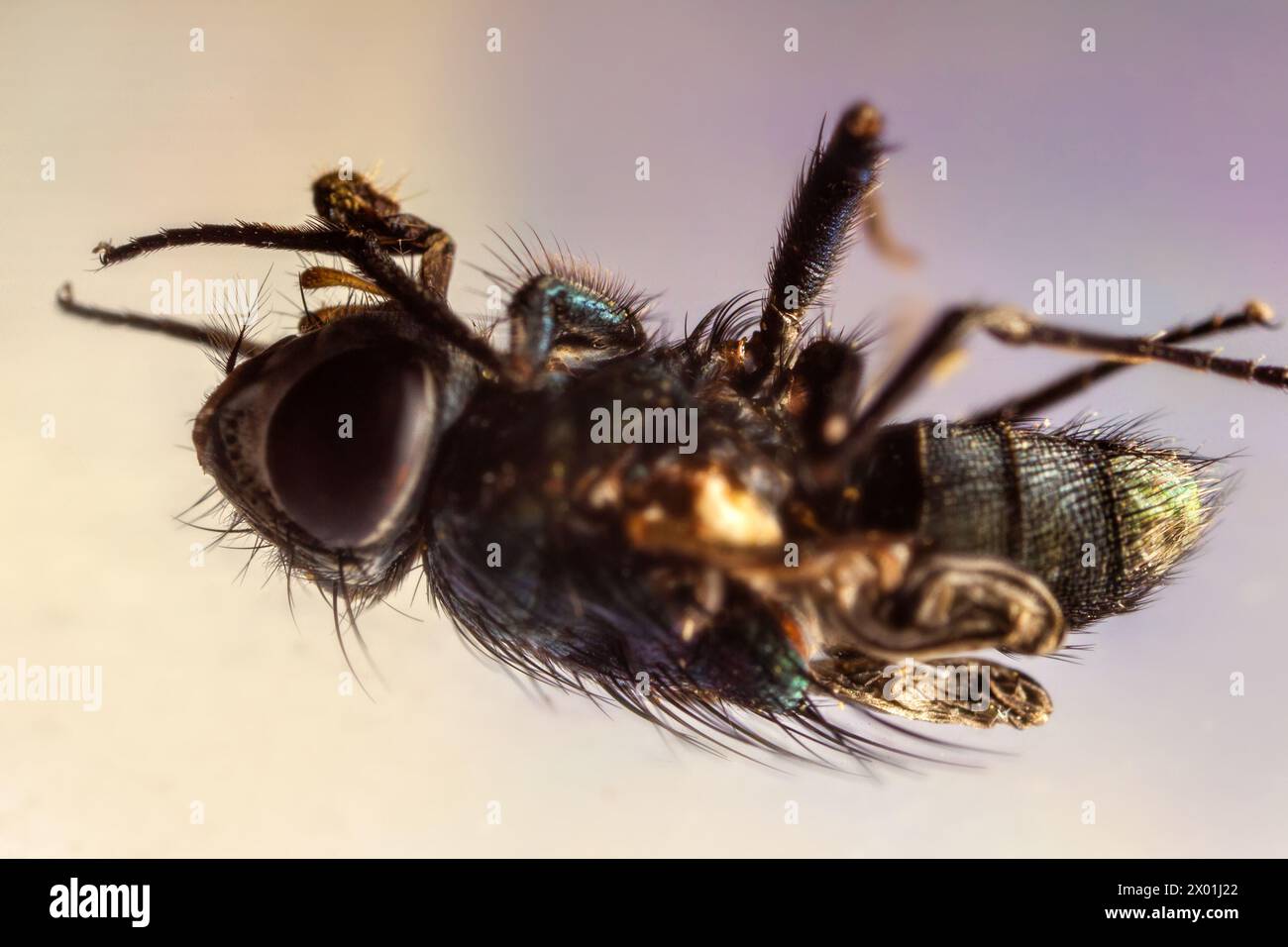 La carne morta vola Sarcophaga. Questa mosca diffonde l'infezione e dovrebbe essere uccisa in casa. Ultra macro Foto Stock