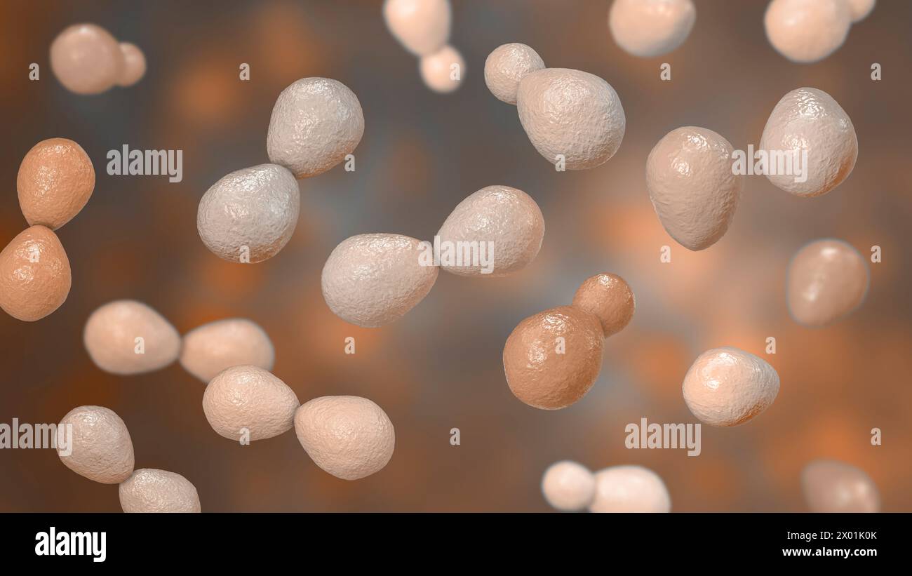 Illustrazione dell'istoplasma capsulatum, un fungo dimorfico parassita simile al lievito che può causare l'istoplasmosi dell'infezione polmonare. La forma di lievito raffigurata si trova in genere nei tessuti ospiti. Foto Stock