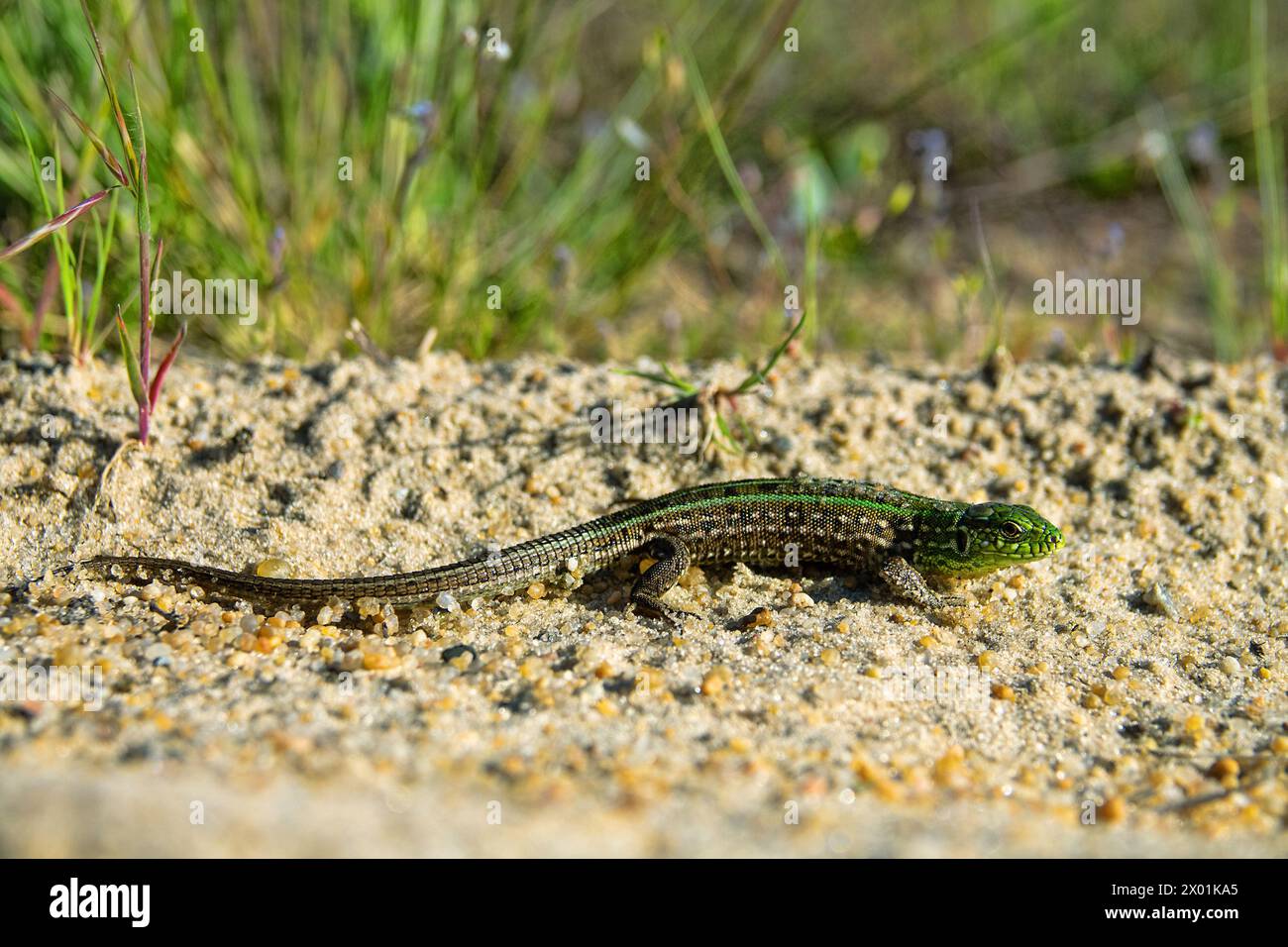 Lucertola di sabbia (Lacerta agilis) su un'ansiosa duna vegetata nella valle del fiume Don, zona boschiva-steppa. Russia Foto Stock