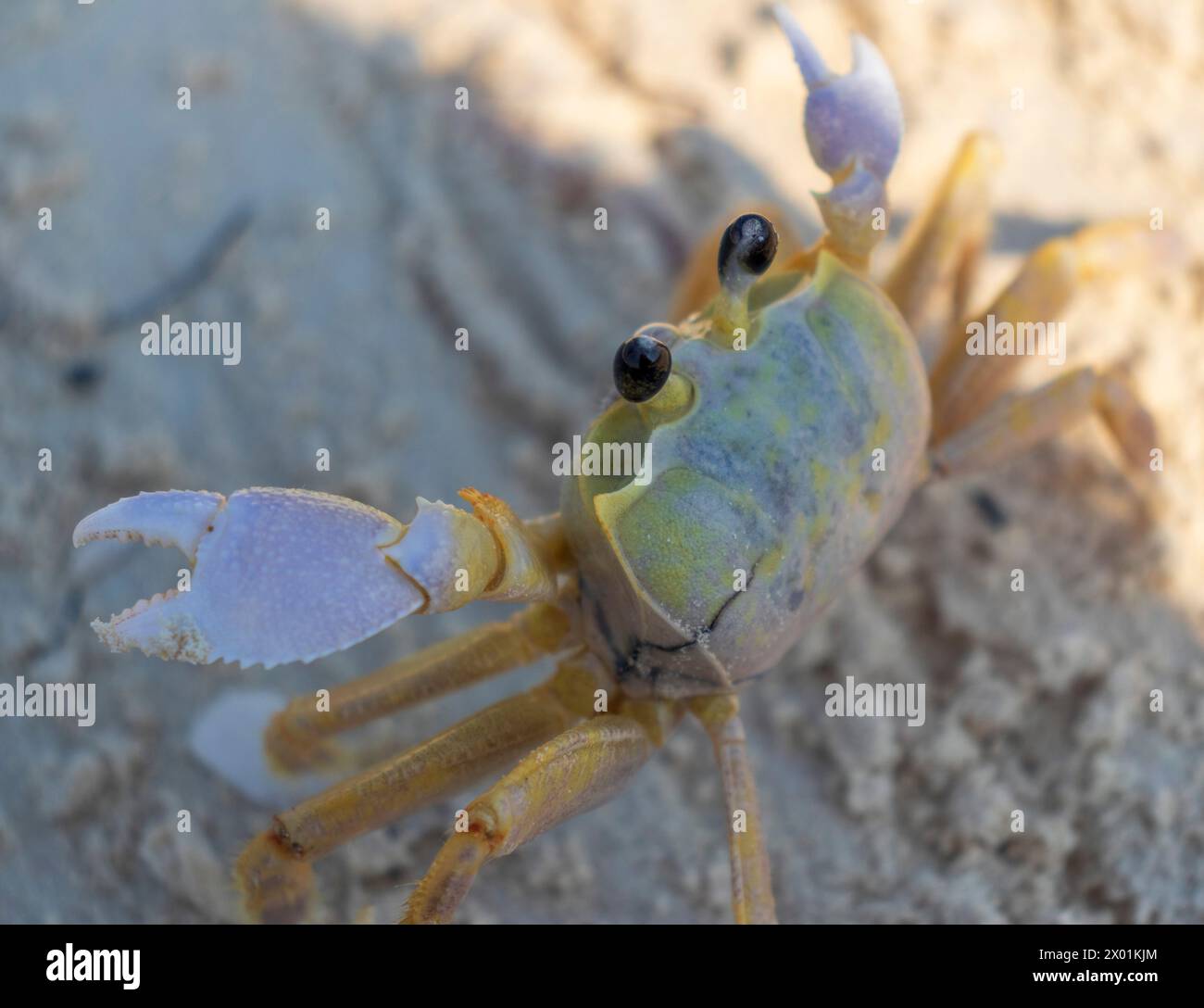 Primo piano del granchio piccolo sulla sabbia Foto Stock