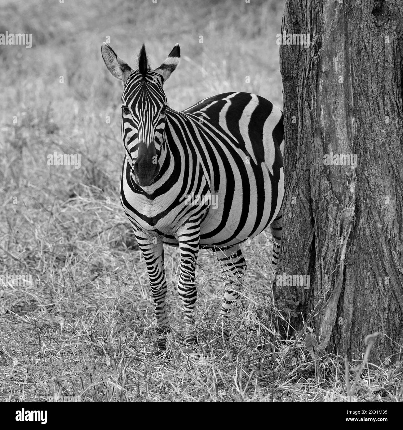 Solitary Zebra, Tarangire NP, Tanzania Foto Stock