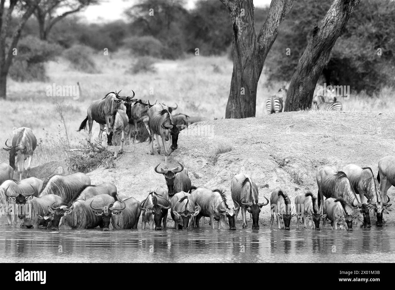 Foto in bianco e nero di GNU che beve in una pozza d'acqua nel Parco Nazionale di Tarangire, Tanzania Foto Stock